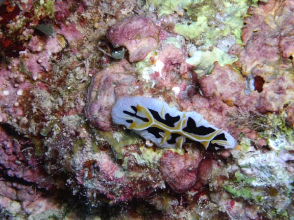   Reticulidia fungia